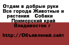 Отдам в добрые руки  - Все города Животные и растения » Собаки   . Приморский край,Владивосток г.